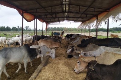 अमरोहा गोवंश मौत मामला: मरने वाले पशुओं की संख्या 61 हुई, चारा खाने के बाद बिगड़ी थी हालत