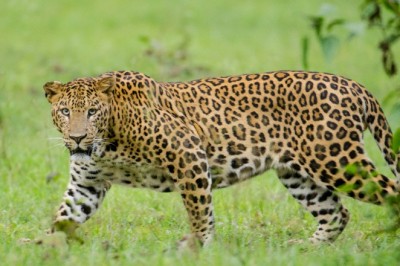 भगवानपुर में आम के बाग की रखवाली कर रहे तीन युवकों पर गुलदार ने किया हमला