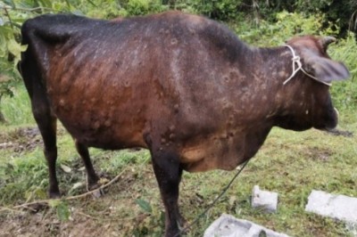 देहरादून के मवेशियों पर लंपी बीमारी का हमला, दो दर्जन से अधिक दुधारू हो चुके संक्रमित