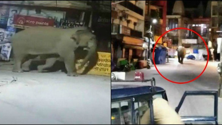 Haridwar: शहरी आबादी क्षेत्र में रातभर घूम रहे हाथी, गुलदार और मगरमच्छ