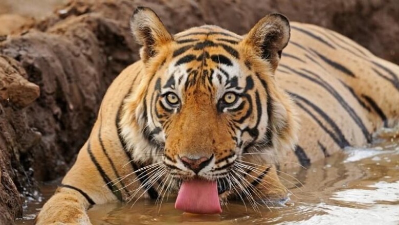 Corbett National Park: आदमखोर निकली कॉर्बेट में पकड़ी गई बाघिन, एक व्यक्ति को उतार दिया था मौत के घाट