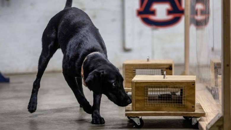 Explosive Detection Dogs: सेना ने कंबोडिया को सौंपे चार खोजी कुत्ते, चार सप्ताह का दिया गया था प्रशिक्षण