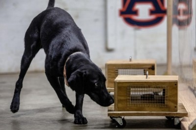 Explosive Detection Dogs: सेना ने कंबोडिया को सौंपे चार खोजी कुत्ते, चार सप्ताह का दिया गया था प्रशिक्षण