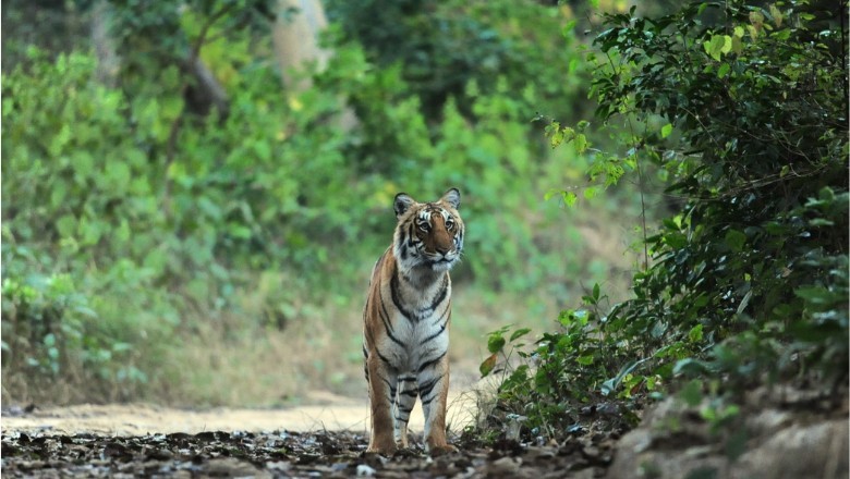 Rajaji Tiger Reserve: मोतीचूर रेंज में बाघों की गतिविधियां बढ़ी, ट्रैप कैमरे में कैद हुई तस्वीर